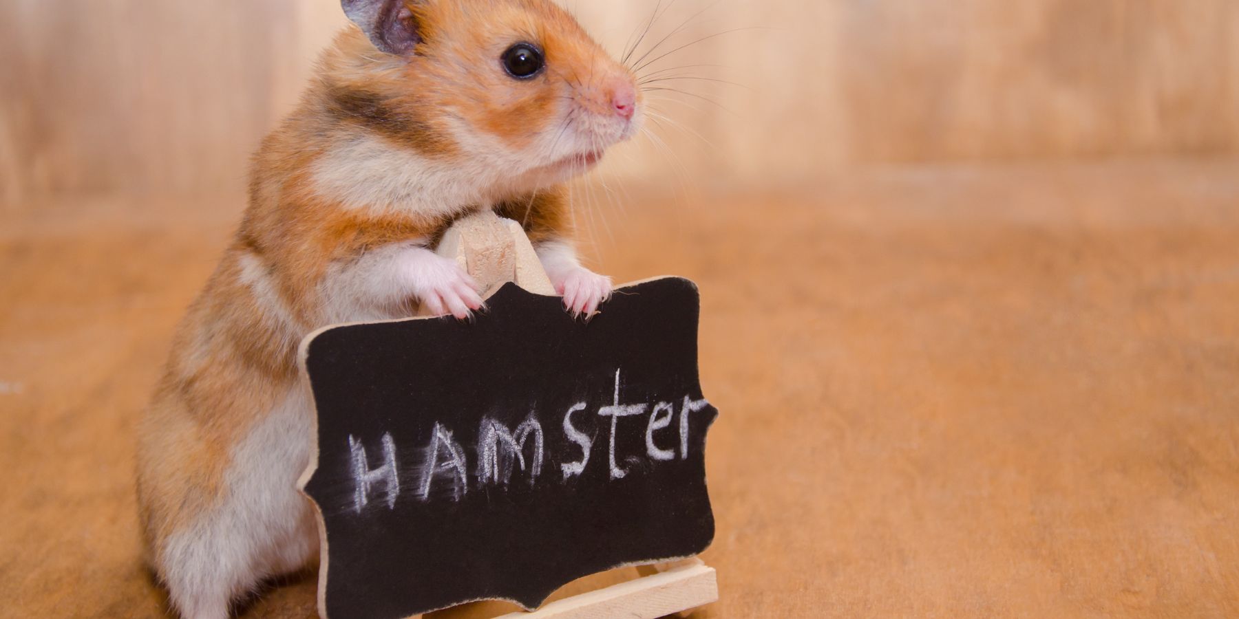 Choosing the Perfect Hamster Cage: A Buyer’s Guide